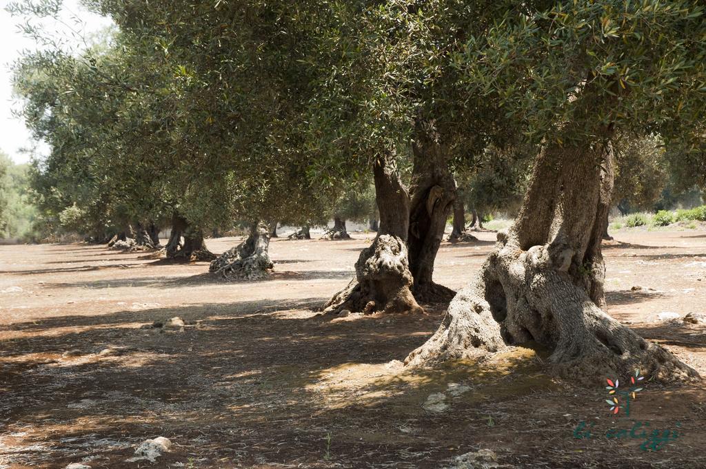 Agriturismo Li Calizzi Arte E Natura 노볼리 외부 사진